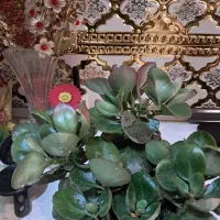 قاشقی،یوکا،فیلوندرون،سنپدروکاکتوس،آلوئه ورا