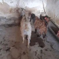 بزغاله