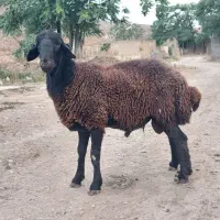 مهاوضه قوچ ژن چندقلوزا
