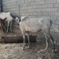 اسب