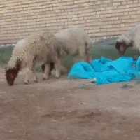 گوسفند