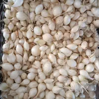 غده مینروا (راتا )اصلی