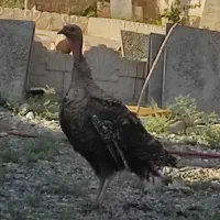 یک‌عددبوقلمون‌ماده‌جوان‌کرچ