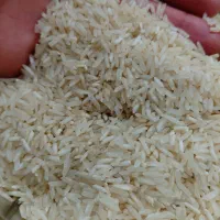برنج ضیغمی