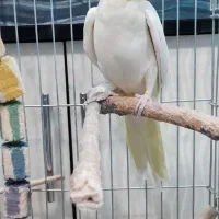 عروس هلندی