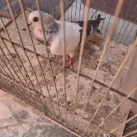 کبوتر