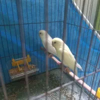 معاوضه یک جفت مرغ عشق