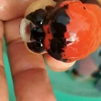 جشنواره فروش گلدفیش رنچو اوراندالاواهدپانداتریکالر