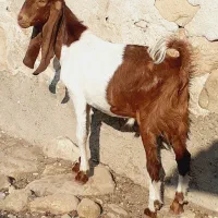 تیشتر و کهره نر پاکستانی اصل