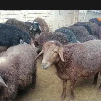 بره چاق