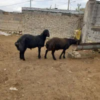 دوراس بره قوچی