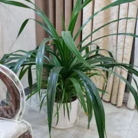گل پاندانوس سایز بزرگ