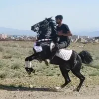 نریان ۴ ساله