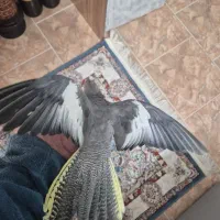 عروس هلندی ماده مست