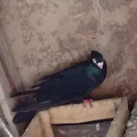 کبوتر