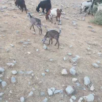 بز آهوی دوقلوزا