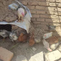 جوجه دو ماهه