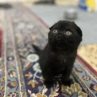 بچه گربه اسکاتیش،مشکی