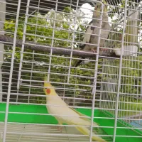 عروس هلندی مولد سالم و سرحال ۵عدد