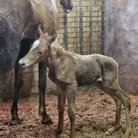 کره اسب یک سال مادیان از بهترین نژاد عکس پدر مادرش