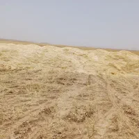 کاه گندم