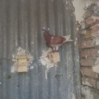 دوکت سیاه کاکلی