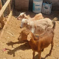 گوسفند سه تا کره نر و ماده
