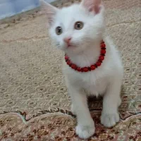گربه بریتیش dsh