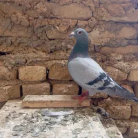 سوسنگرد