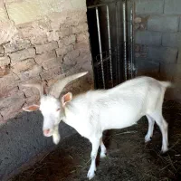 سلام دوستان فروش نربز سانن یک ساله