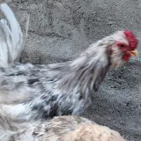 خروس گلین طوسی نژاد اصل