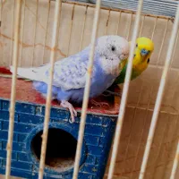 جفت مرغ عشق کارداده مولد رنگین کمونی