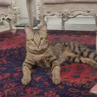 حیوانات خانگی