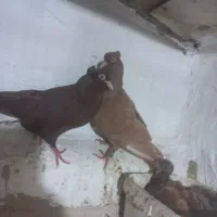 جفتی