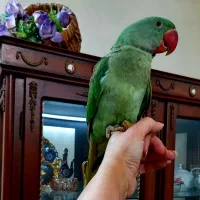 شاه طوطی نرچشم سیاه رام و دستی