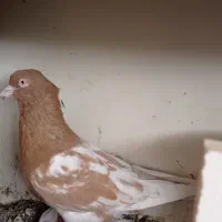 کبوتر سینه ،ساده ،کله زرد