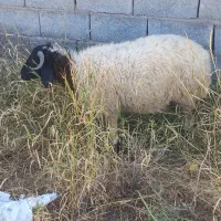 گوسفند قوچ بره بز بزغاله