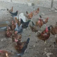 مرغ ..