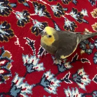 عروس هلندی