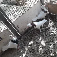 طوقی معاوضه با کفتر کشتنی