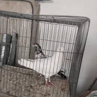 کبوتر معاوضه با بلدرچین