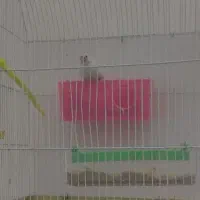 یک عدد فنچ نرگسی به همراه قفس سالم و نو