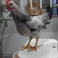 مرغ و خروس