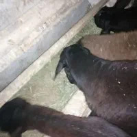 بذر
