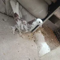 کفتر نر