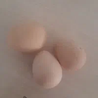 تخم مرغ شاخدار