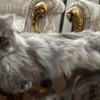 گربه چینچیلا