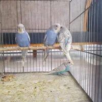 مرغ عشق جوان سالم