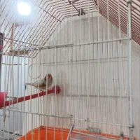 منچ|پرنده|خرمشهر, |دیوار