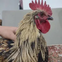 خروس گوشتی و سرحال